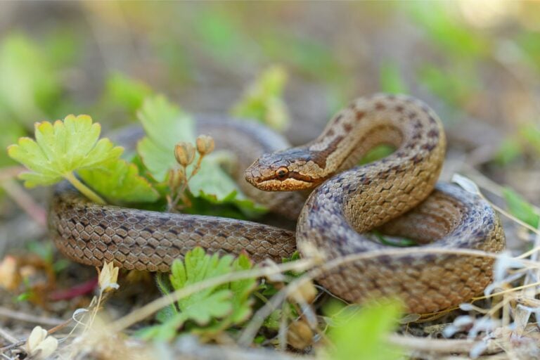 Les serpents en Norvège : Ce que les voyageurs doivent savoir 22 La couleuvre lisse européenne (coronella austriaca) en Norvège.