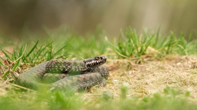 Les serpents en Norvège : Ce que les voyageurs doivent savoir 20 La vipère européenne (Vipera berus) est le seul serpent venimeux de Norvège.