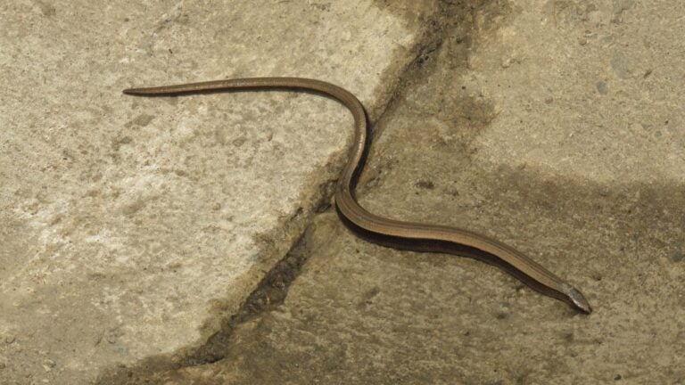 Les serpents en Norvège : Ce que les voyageurs doivent savoir 24 Le ver lent ou la vipère morte a l'apparence d'un serpent.
