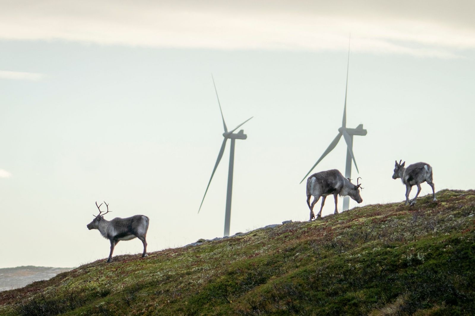 Le plus grand parc éolien de Norvège viole les droits des populations autochtones. Pourquoi les autorités ne prennent-elles pas de mesures ? 17 Deux rennes près d'éoliennes
