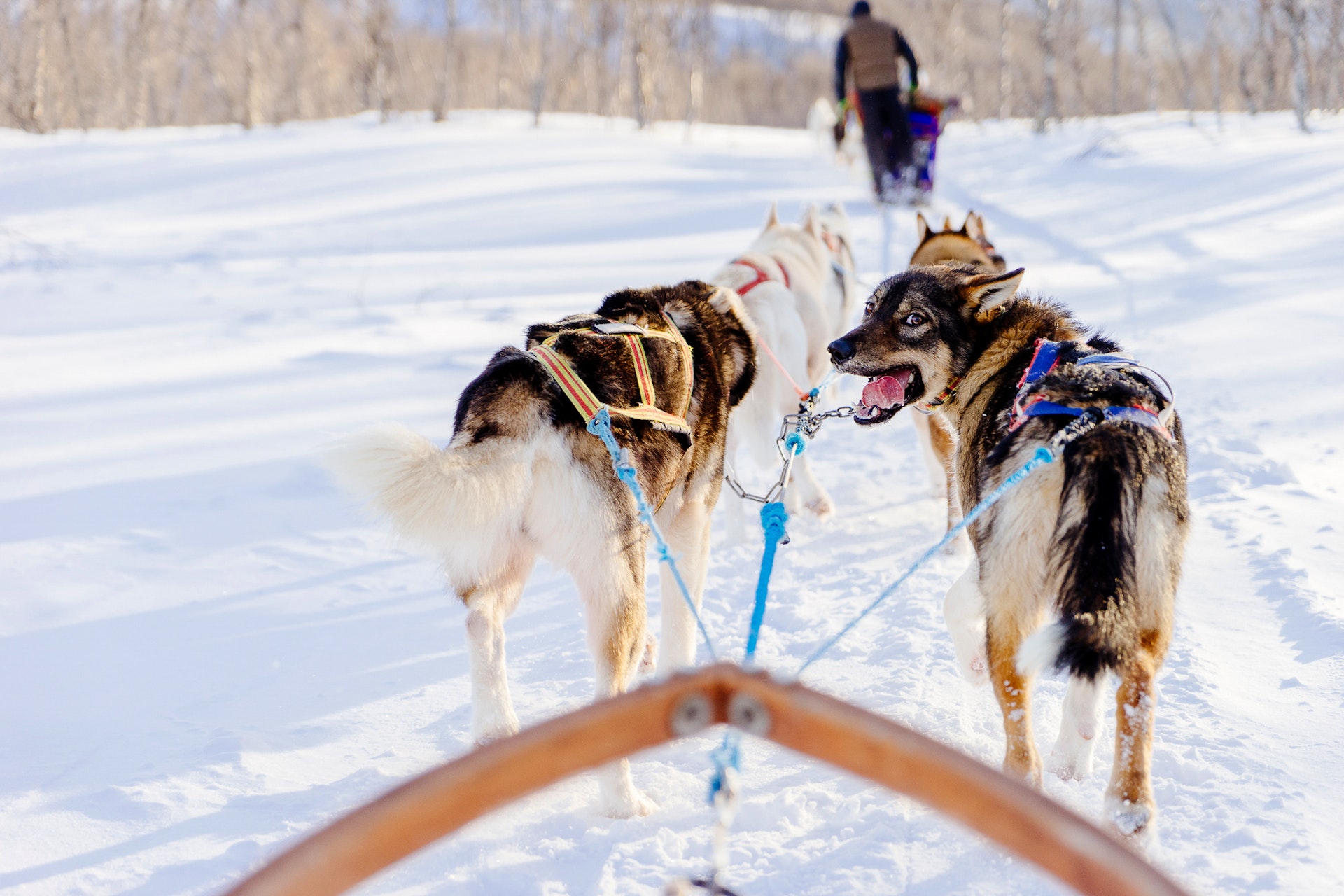 Devriez-vous visiter la Suède ou la Norvège ? 17 Un husky qui s'amuse en traîneau