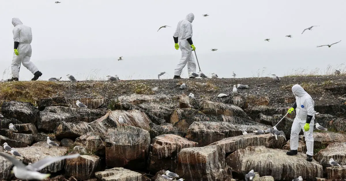 La Norvège et la Finlande luttent contre la propagation rapide de la grippe aviaire 4 La Norvège et la Finlande luttent contre la propagation rapide de la grippe aviaire - 3