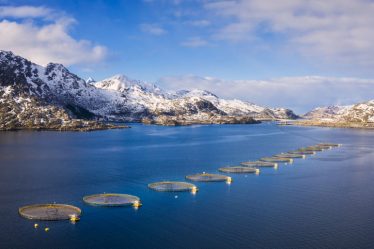 La Norvège s'oppose à l'utilisation d'un produit oméga-3 à base de colza génétiquement modifié dans l'alimentation des poissons - 18