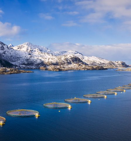 La Norvège s'oppose à l'utilisation d'un produit oméga-3 à base de colza génétiquement modifié dans l'alimentation des poissons 2 La Norvège s'oppose à l'utilisation d'un produit oméga-3 à base de colza génétiquement modifié dans l'alimentation des poissons - 1