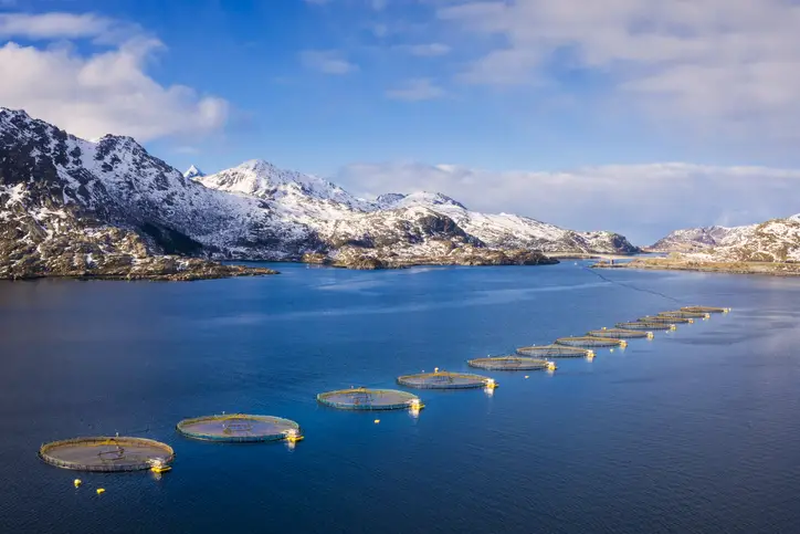 La Norvège s'oppose à l'utilisation d'un produit oméga-3 à base de colza génétiquement modifié dans l'alimentation des poissons 4 La Norvège s'oppose à l'utilisation d'un produit oméga-3 à base de colza génétiquement modifié dans l'alimentation des poissons - 3
