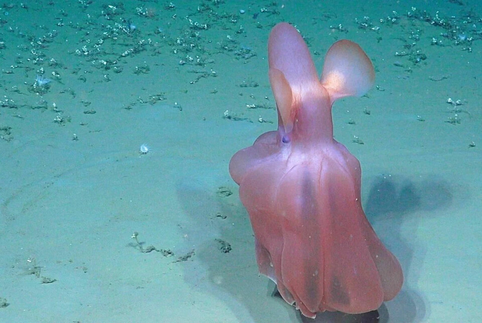 Parmi les pieuvres Grimpoteuthis, il existe très certainement des espèces qu'aucun être humain n'a jamais vues auparavant. Certaines n'ont été observées qu'une seule fois. Parmi les pieuvres Grimpoteuthis, il existe très certainement des espèces qu'aucun humain n'a jamais vues auparavant. Certaines n'ont été observées qu'une seule fois.