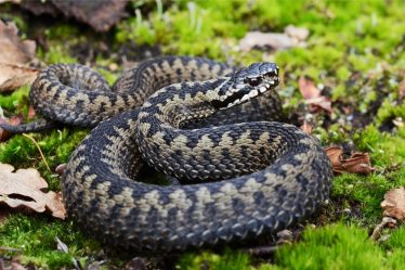 Les serpents en Norvège : Ce que les voyageurs doivent savoir - 18