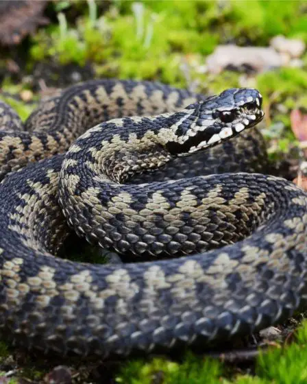 Les serpents en Norvège : Ce que les voyageurs doivent savoir - 1