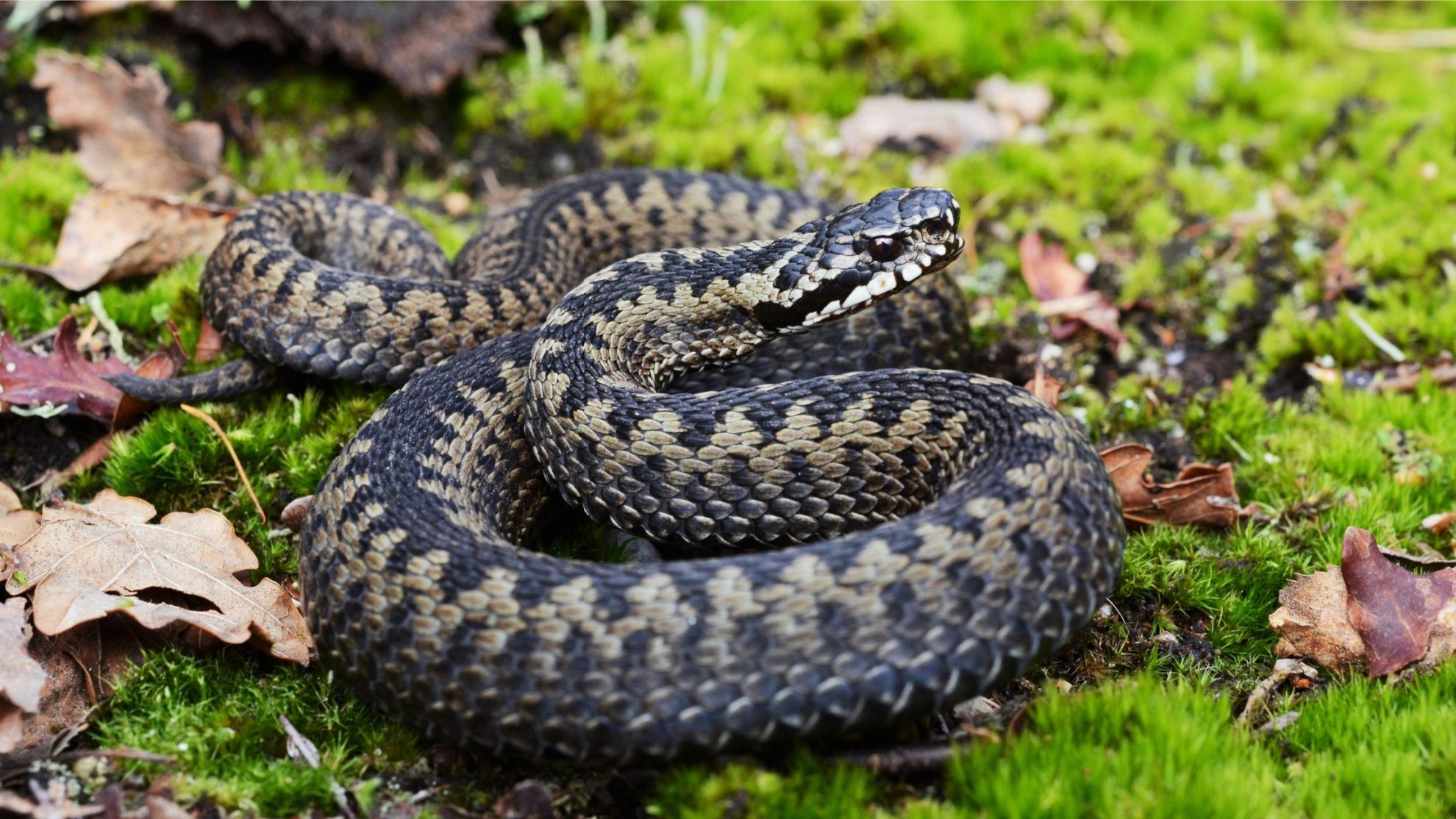 Les serpents en Norvège : Ce que les voyageurs doivent savoir 18 Les serpents en Norvège : Ce que les voyageurs doivent savoir - 17