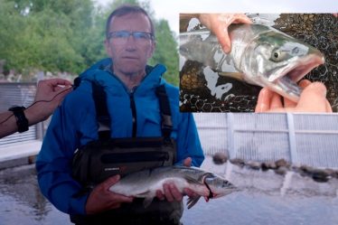 "Nous avons déclaré la guerre au saumon rose" La Norvège lutte contre l'espèce envahissante dans l'Arctique. - 18