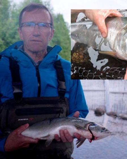 "Nous avons déclaré la guerre au saumon rose" La Norvège lutte contre l'espèce envahissante dans l'Arctique. - 68