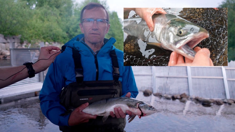 "Nous avons déclaré la guerre au saumon rose" La Norvège lutte contre l'espèce envahissante dans l'Arctique. 48 "Nous avons déclaré la guerre au saumon rose" La Norvège lutte contre l'espèce envahissante dans l'Arctique. - 47