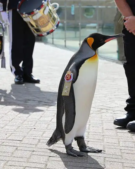Un manchot du zoo d'Édimbourg promu général de division dans l'armée norvégienne 2 Un manchot du zoo d'Édimbourg promu général de division dans l'armée norvégienne - 1