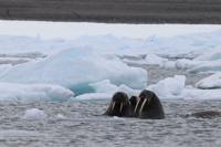 L'été des ours polaires : Une enseignante d'ABQ profite d'une expédition en Norvège pour explorer le monde avec ses élèves | News 37 L'été des ours polaires : Une enseignante d'ABQ profite d'une expédition en Norvège pour explorer le monde avec ses élèves | News - 36