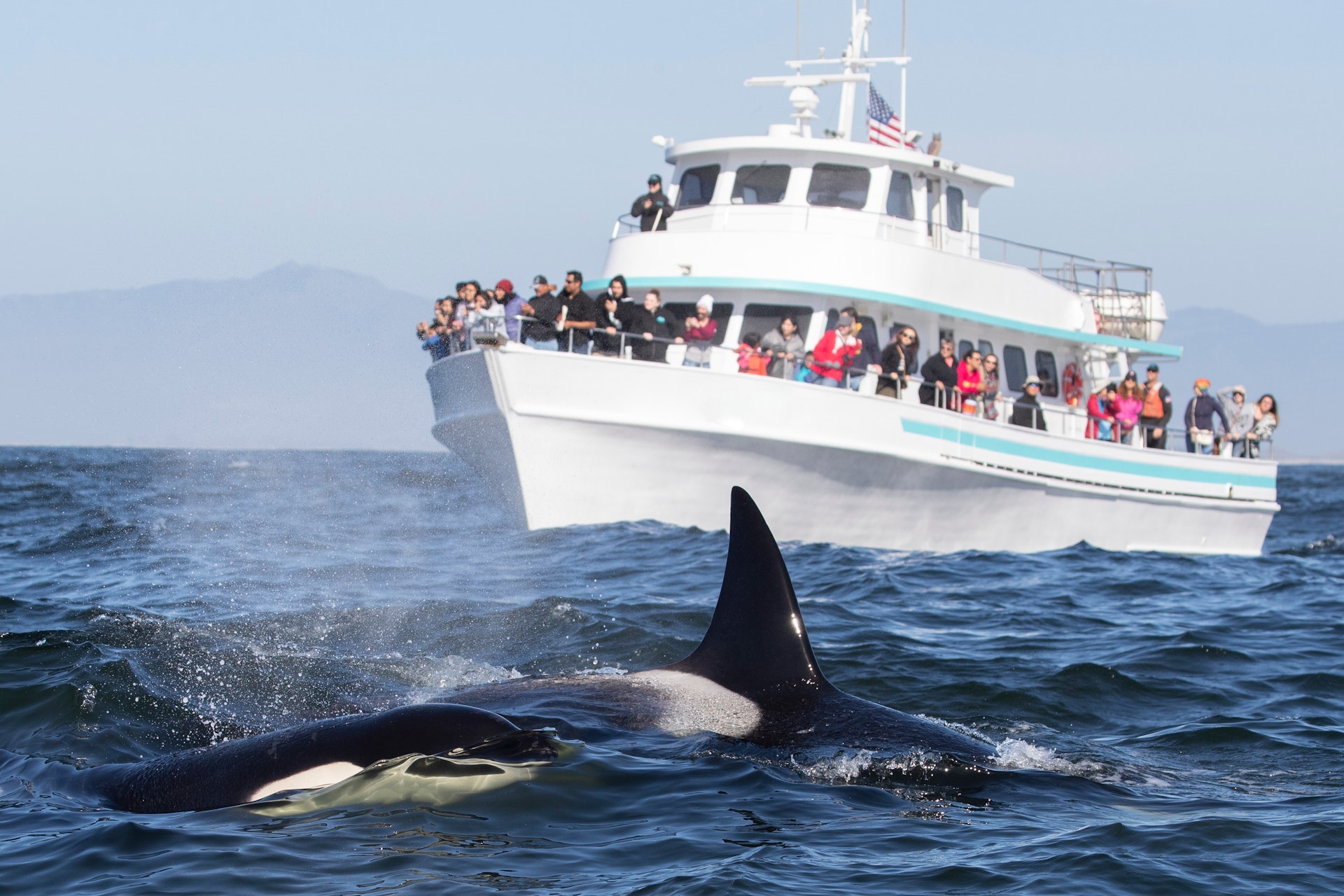 Les meilleures choses à faire en Norvège avec des enfants 12 Bateau d'excursion derrière deux orques (Orcinus orca).