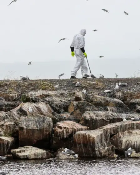 La grippe aviaire frappe la Norvège | ABS-CBN News - 11