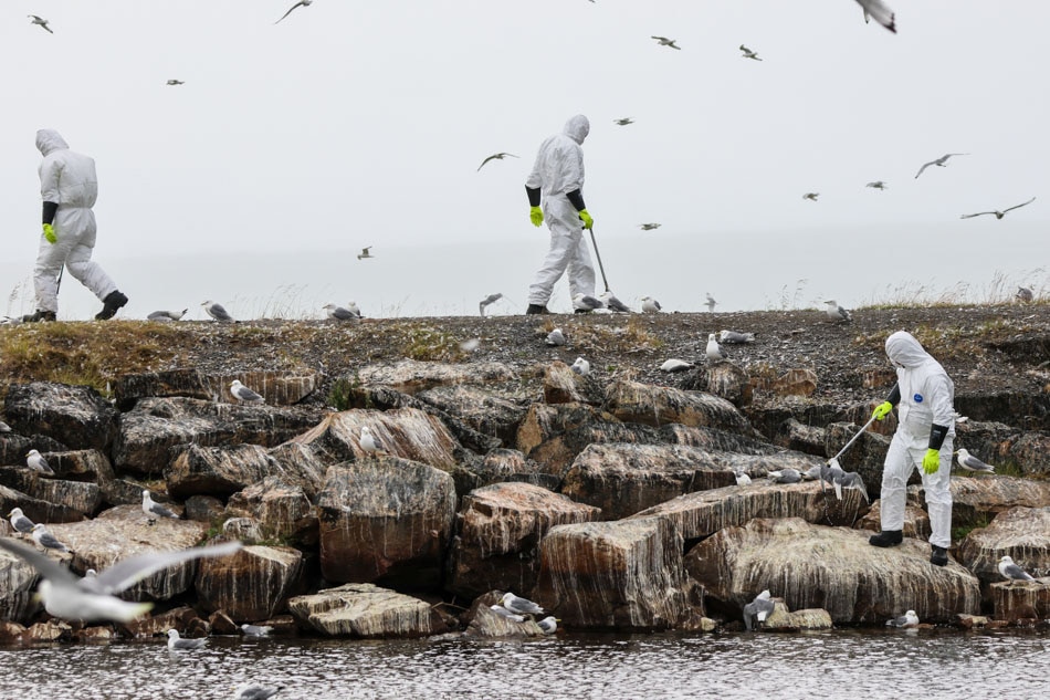La grippe aviaire frappe la Norvège | ABS-CBN News 4 La grippe aviaire frappe la Norvège | ABS-CBN News - 3
