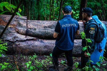 INTERPOL, l'ONUDC et la Norvège renforcent leur alliance contre la criminalité forestière - 18