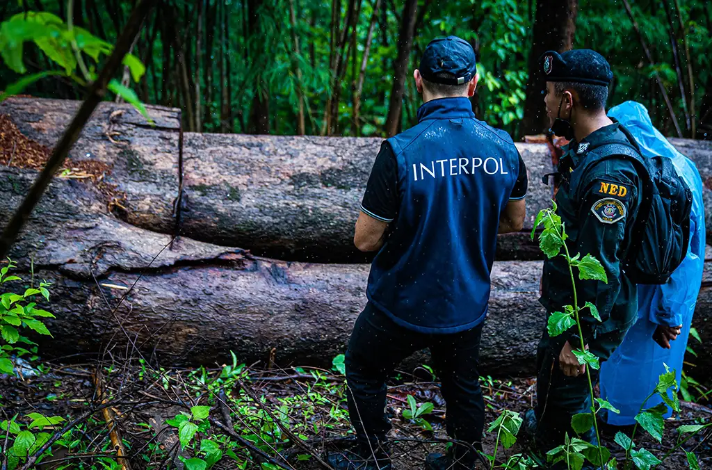 INTERPOL, l'ONUDC et la Norvège renforcent leur alliance contre la criminalité forestière 20 INTERPOL, l'ONUDC et la Norvège renforcent leur alliance contre la criminalité forestière - 19