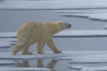 L'été des ours polaires : Une enseignante d'ABQ profite d'une expédition en Norvège pour explorer le monde avec ses élèves | News - 20