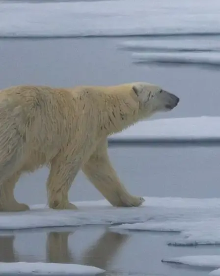 L'été des ours polaires : Une enseignante d'ABQ profite d'une expédition en Norvège pour explorer le monde avec ses élèves | News - 32