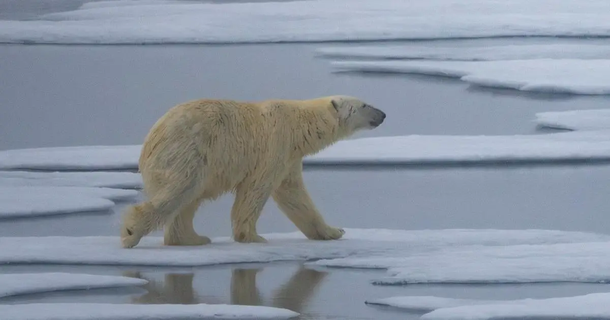 L'été des ours polaires : Une enseignante d'ABQ profite d'une expédition en Norvège pour explorer le monde avec ses élèves | News 32 L'été des ours polaires : Une enseignante d'ABQ profite d'une expédition en Norvège pour explorer le monde avec ses élèves | News - 31