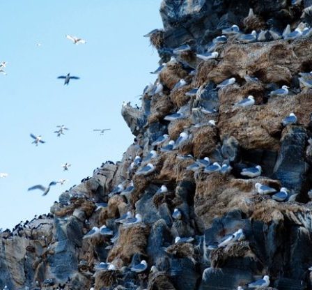 La grippe aviaire menace la faune norvégienne 2 La grippe aviaire menace la faune norvégienne - 1