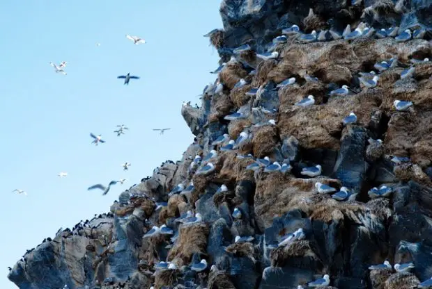 La grippe aviaire menace la faune norvégienne 8 La grippe aviaire menace la faune norvégienne - 7