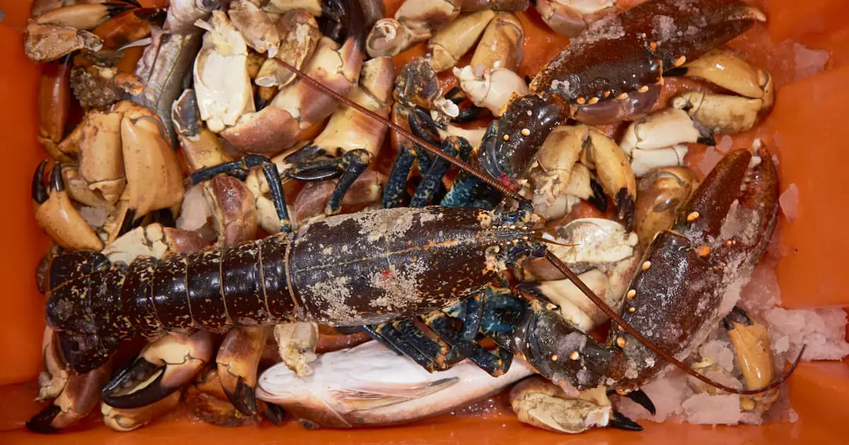 La langouste norvégienne - POLITICO 4 La langouste norvégienne - POLITICO - 3