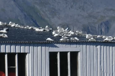 La Norvège laisse tomber ses oiseaux de mer - 18