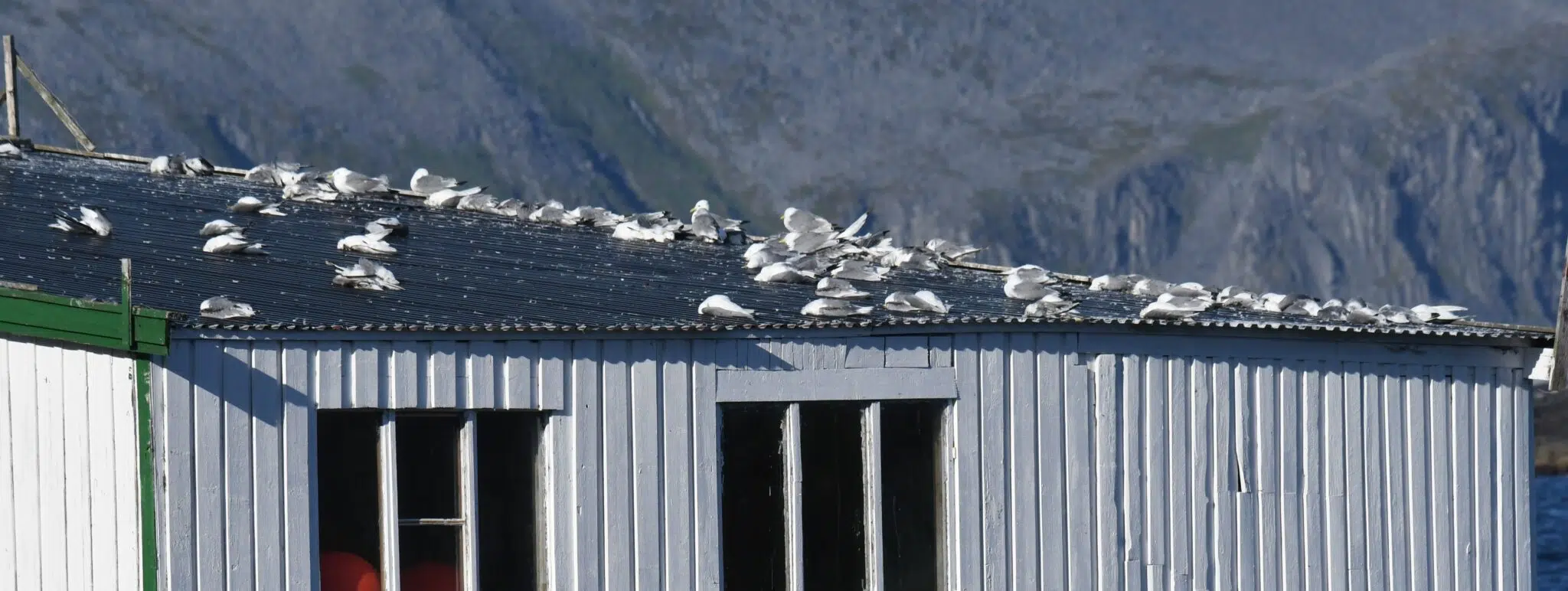 La Norvège laisse tomber ses oiseaux de mer 8 La Norvège laisse tomber ses oiseaux de mer - 7