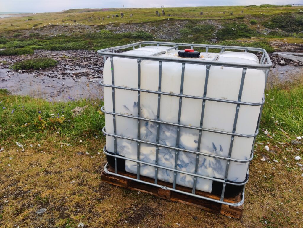 La Norvège laisse tomber ses oiseaux de mer 10 La Norvège laisse tomber ses oiseaux de mer - 9