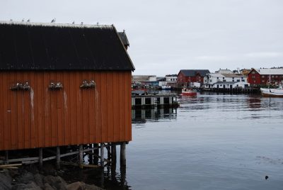 La grippe aviaire menace la faune norvégienne 10 La grippe aviaire menace la faune norvégienne - 9