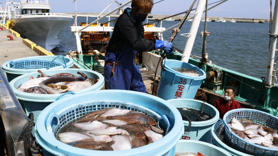 L'UE, la Norvège et l'Islande lèvent les restrictions à l'importation de produits alimentaires japonais après la catastrophe de Fukushima 8 L'UE, la Norvège et l'Islande lèvent les restrictions à l'importation de produits alimentaires japonais après la catastrophe de Fukushima - 7