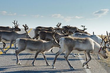 Des dizaines de rennes ont été tués pour avoir traversé la Russie, alors que la Norvège installe une clôture dans l'Arctique. - 18