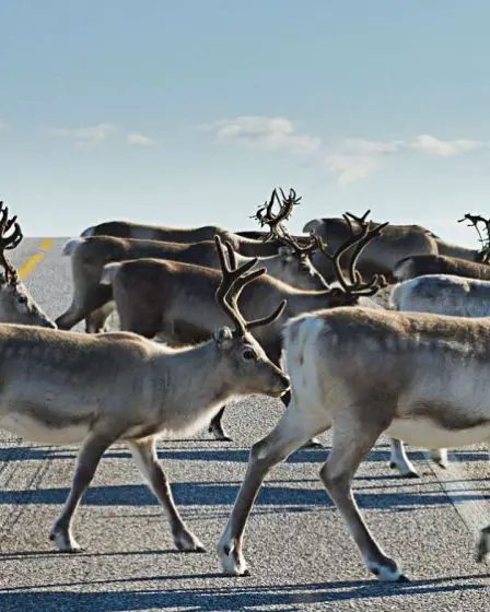 Des dizaines de rennes ont été tués pour avoir traversé la Russie, alors que la Norvège installe une clôture dans l'Arctique. - 1