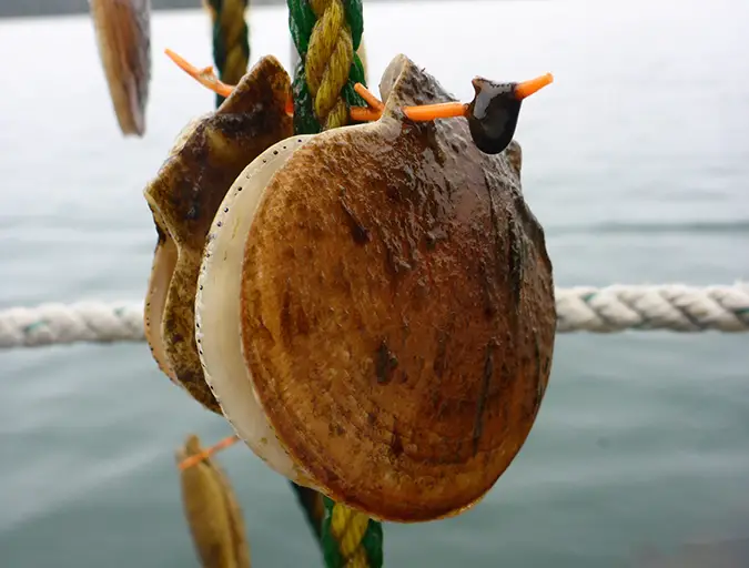 Image de l'article pour Les éleveurs de coquilles Saint-Jacques du Maine s'initient à la technique japonaise