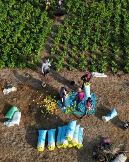 Les États-Unis et la Norvège lancent un fonds pour l'agriculture en Afrique - 1