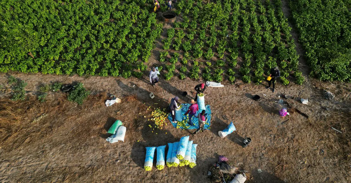 Les États-Unis et la Norvège lancent un fonds pour l'agriculture en Afrique - 3
