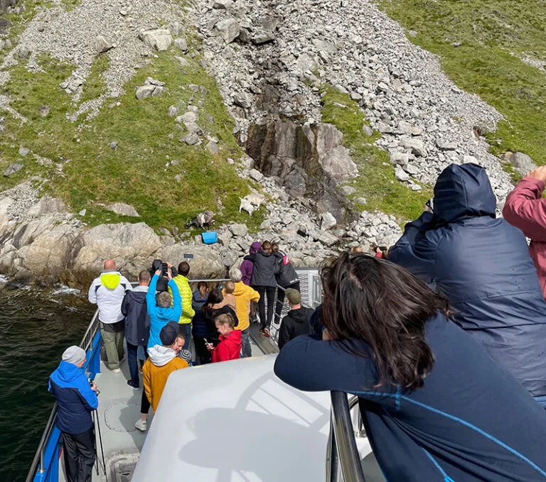 Comment organiser la meilleure croisière dans les Fjords norvégiens ? 54 Rencontre avec des chèvres de montagne lors de l'excursion touristique dans le Lysefjord.