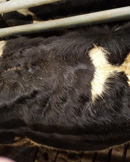 Les vaches se tenaient dans leurs propres excréments et gelaient à tel point qu'elles tremblaient. Désormais, l'agriculteur veut la confiance des électeurs. 2 Les vaches se tenaient dans leurs propres excréments et gelaient à tel point qu'elles tremblaient. Désormais, l'agriculteur veut la confiance des électeurs. - 1