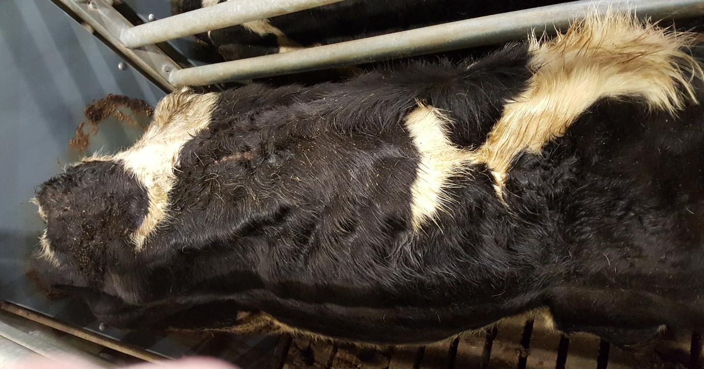 Les vaches se tenaient dans leurs propres excréments et gelaient à tel point qu'elles tremblaient. Désormais, l'agriculteur veut la confiance des électeurs. 4 Les vaches se tenaient dans leurs propres excréments et gelaient à tel point qu'elles tremblaient. Désormais, l'agriculteur veut la confiance des électeurs. - 3