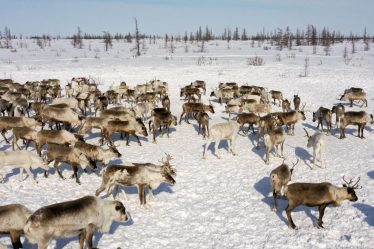 La Russie demande à la Norvège de payer jusqu'à 4,4 millions de dollars après que 42 rennes ont franchi la frontière - 16