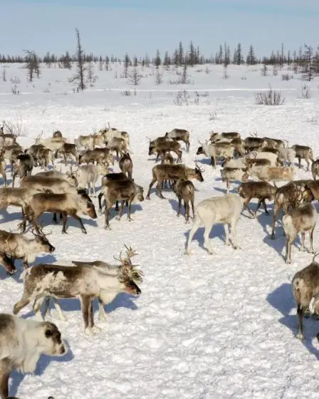 La Russie demande à la Norvège de payer jusqu'à 4,4 millions de dollars après que 42 rennes ont franchi la frontière - 1