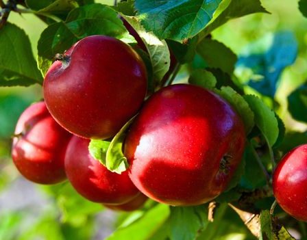 La renaissance de la tradition norvégienne du cidre - 1