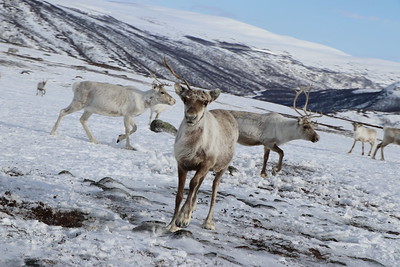 Tragédie des rennes au Finnmark - Nouvelles de Norvège en anglais - www.newsinenglish.no - 9
