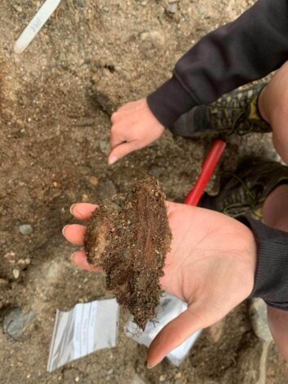 Un énorme tumulus en Norvège a déconcerté les archéologues. Ils savent maintenant ce qu'il contient 18 Bois corrodé entourant l'un des clous du navire. Photo de Geir Grønnesby via le musée universitaire de l'Université norvégienne des sciences et technologies.