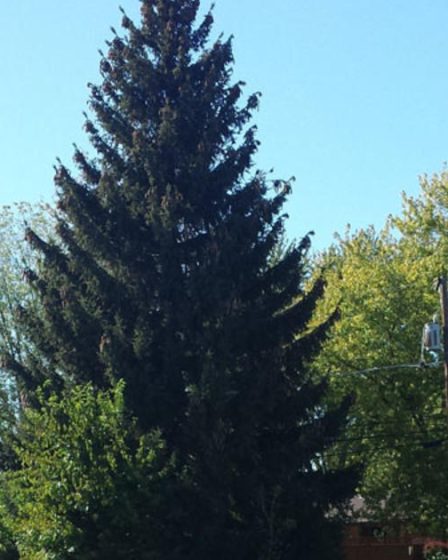 Un épicéa de Virginie occidentale sera l'arbre de Noël du Capitole des États-Unis cette année. - 1