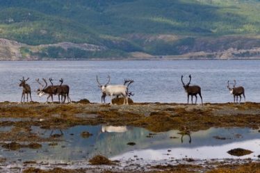 Tragédie des rennes au Finnmark - Nouvelles de Norvège en anglais - www.newsinenglish.no - 23