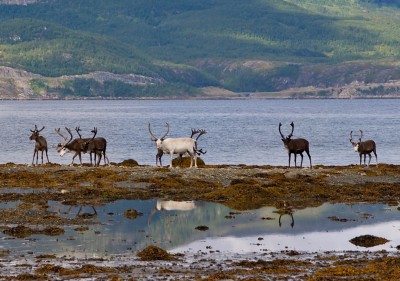 Tragédie des rennes au Finnmark - Nouvelles de Norvège en anglais - www.newsinenglish.no - 36